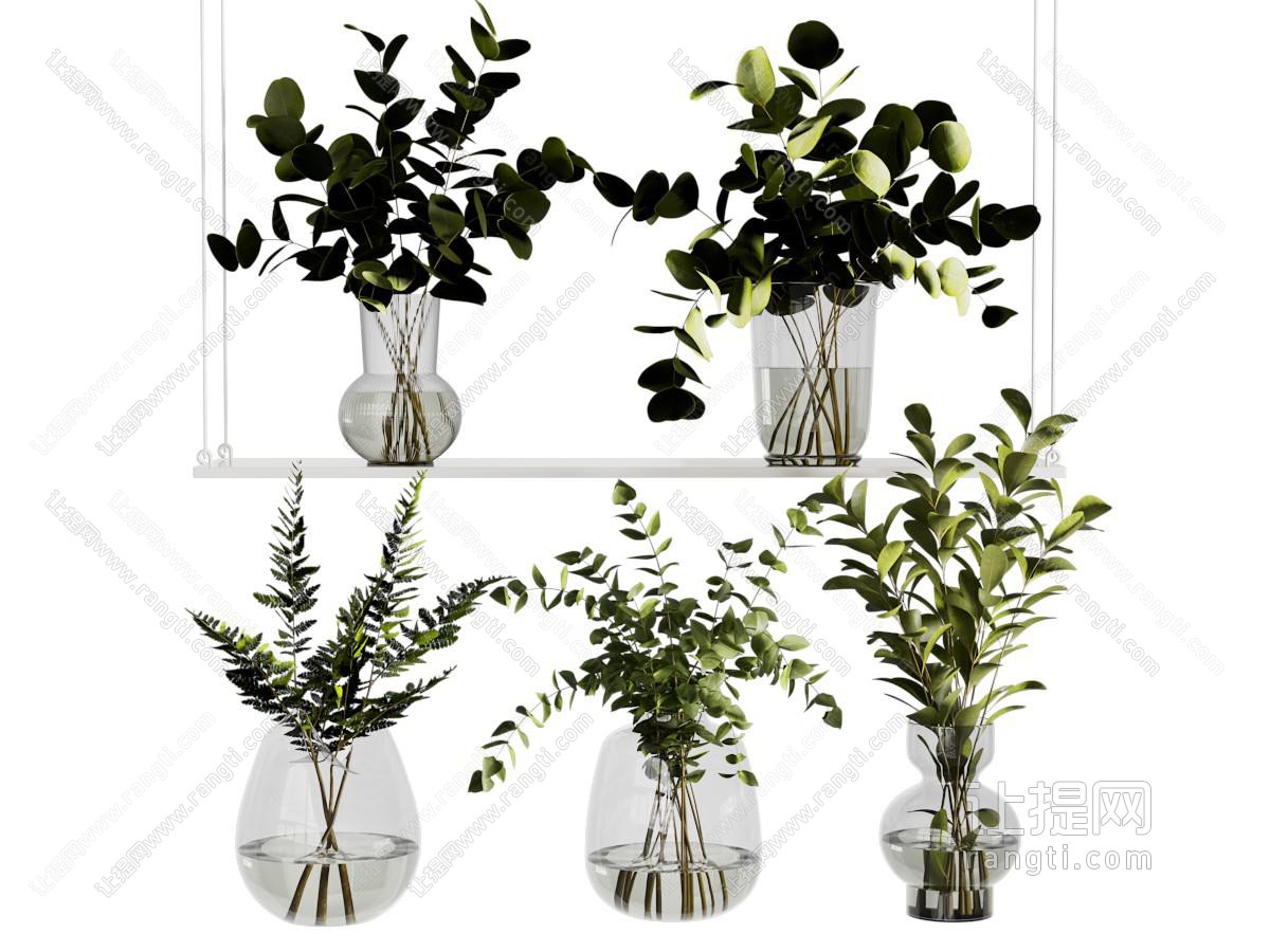 现代水生植物