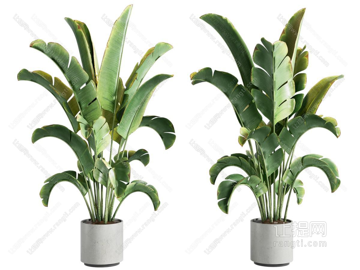 现代花盆盆景盆栽植物