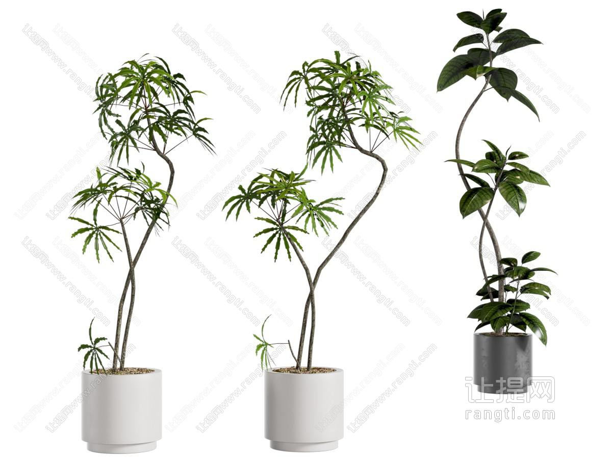 绿植盆栽