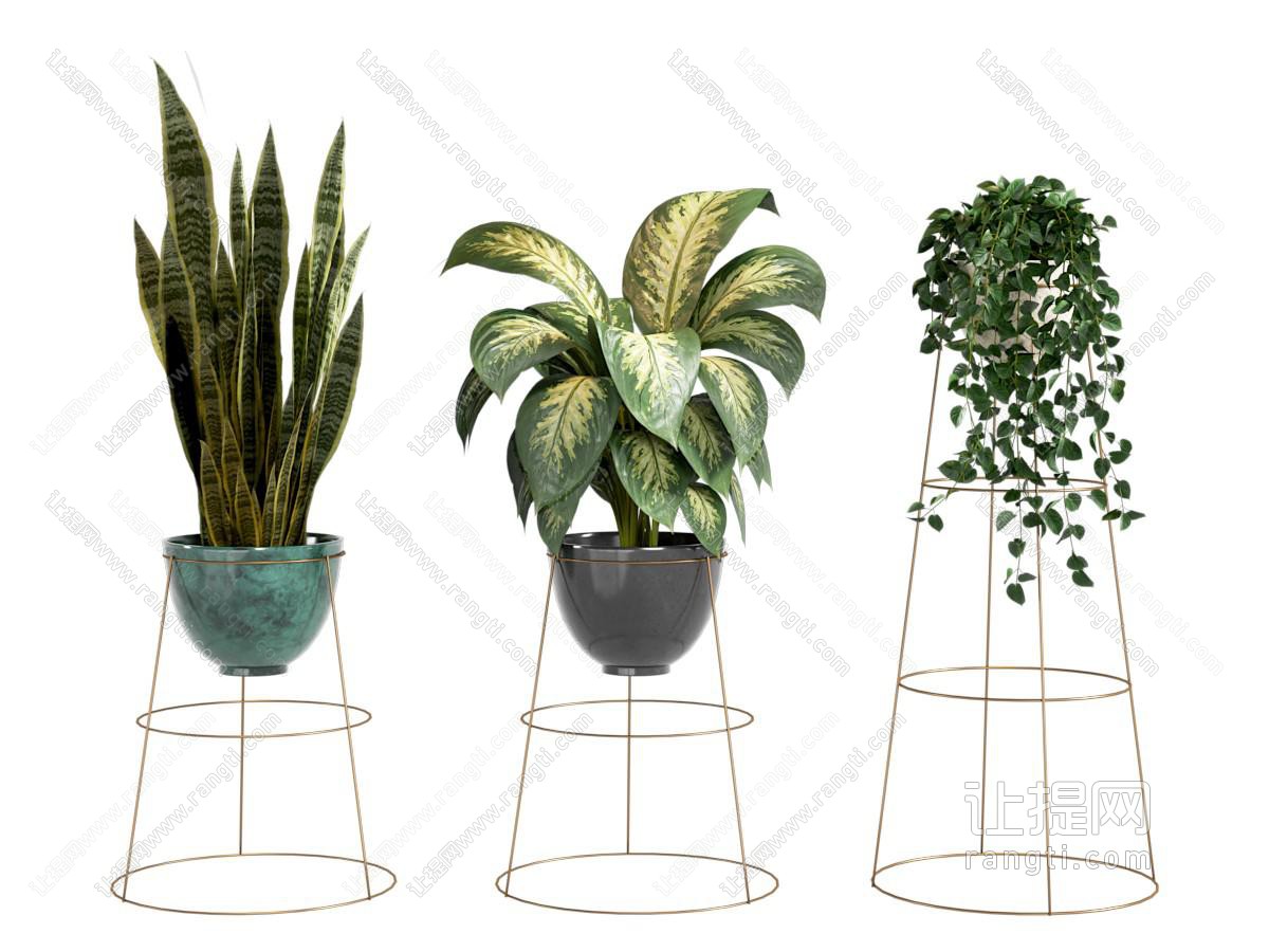 绿植盆栽