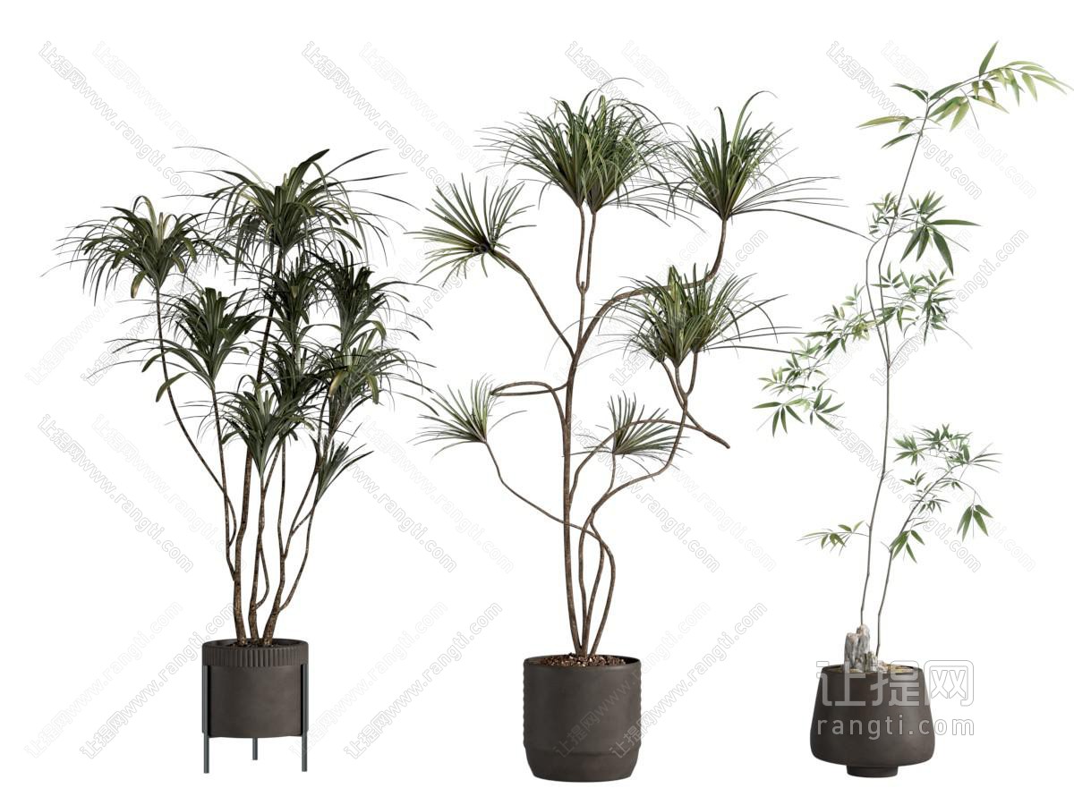 现代花盆盆景盆栽植物