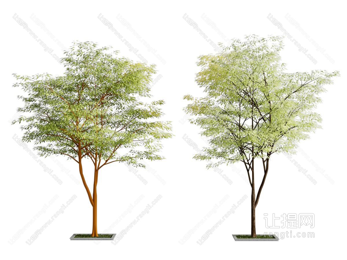 景观树 树木 景观树 行道树