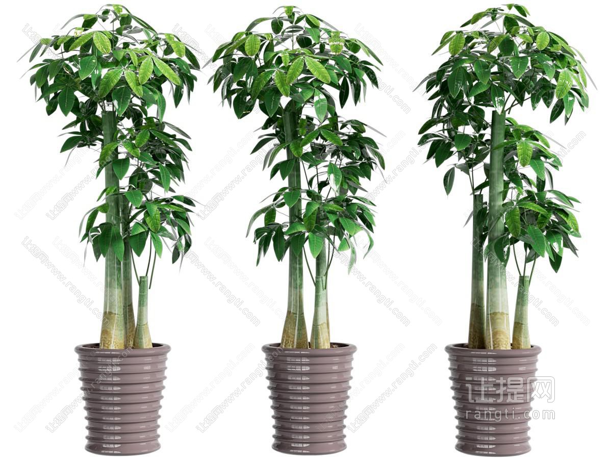 盆栽 盆栽 发财树 盆栽盆景 室内植 物