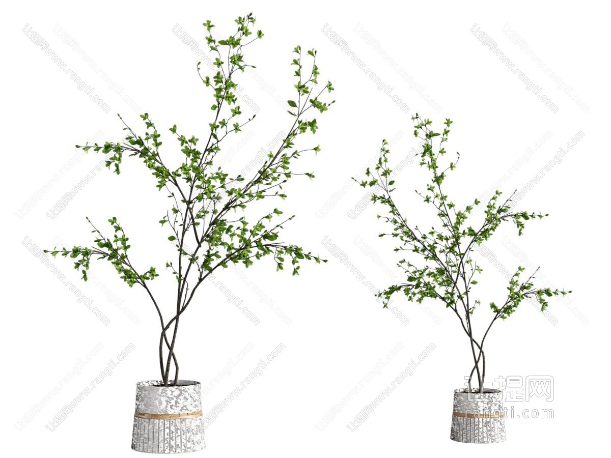 现代盆栽植物