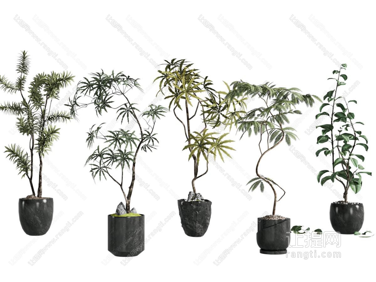 室内植物 绿植盆栽