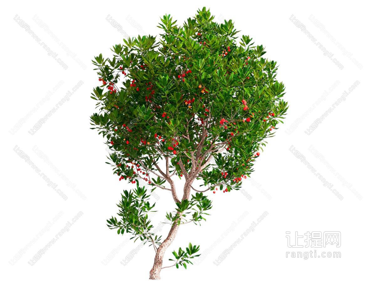 现代荔莓树