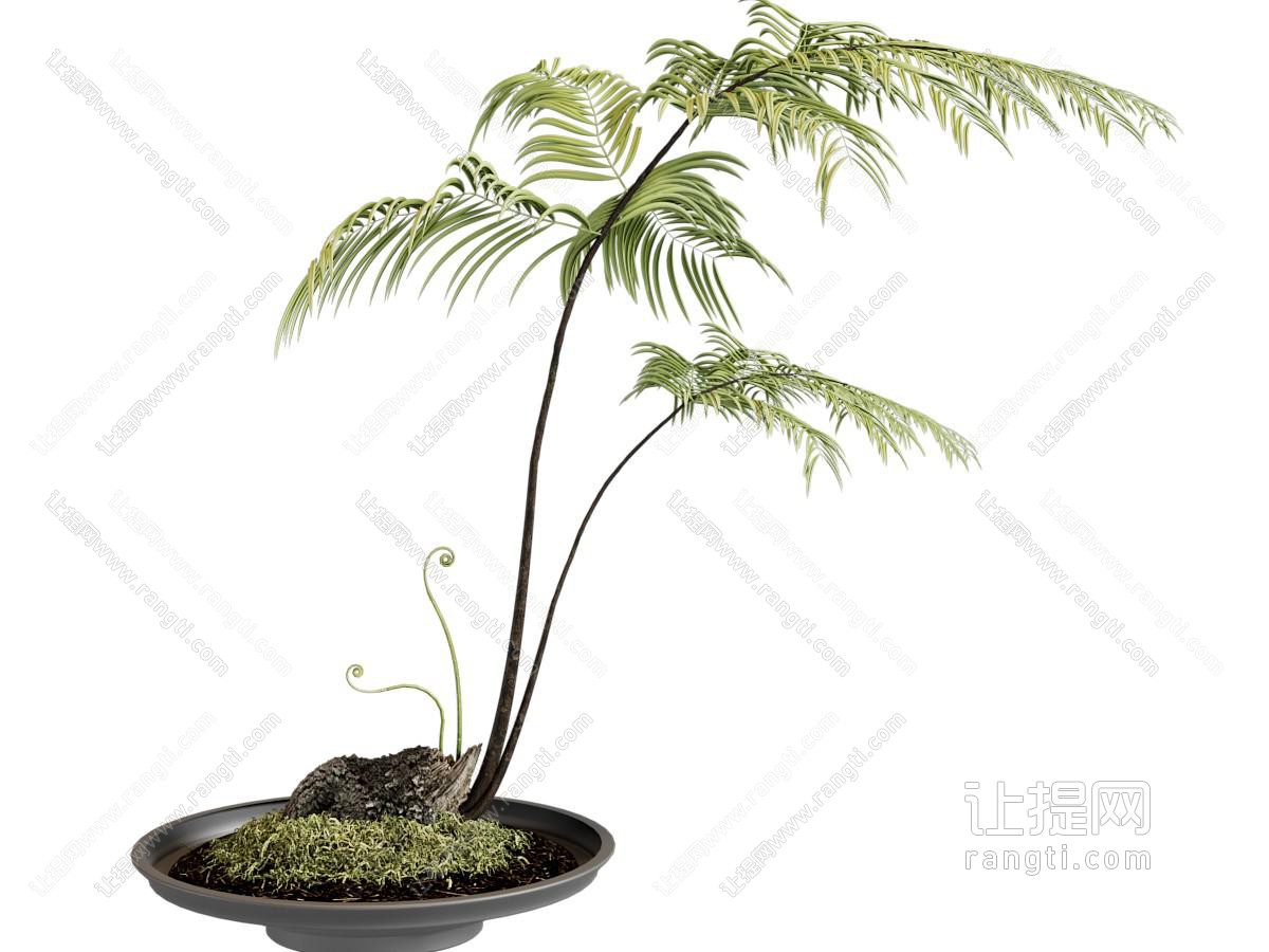 现代植物摆件