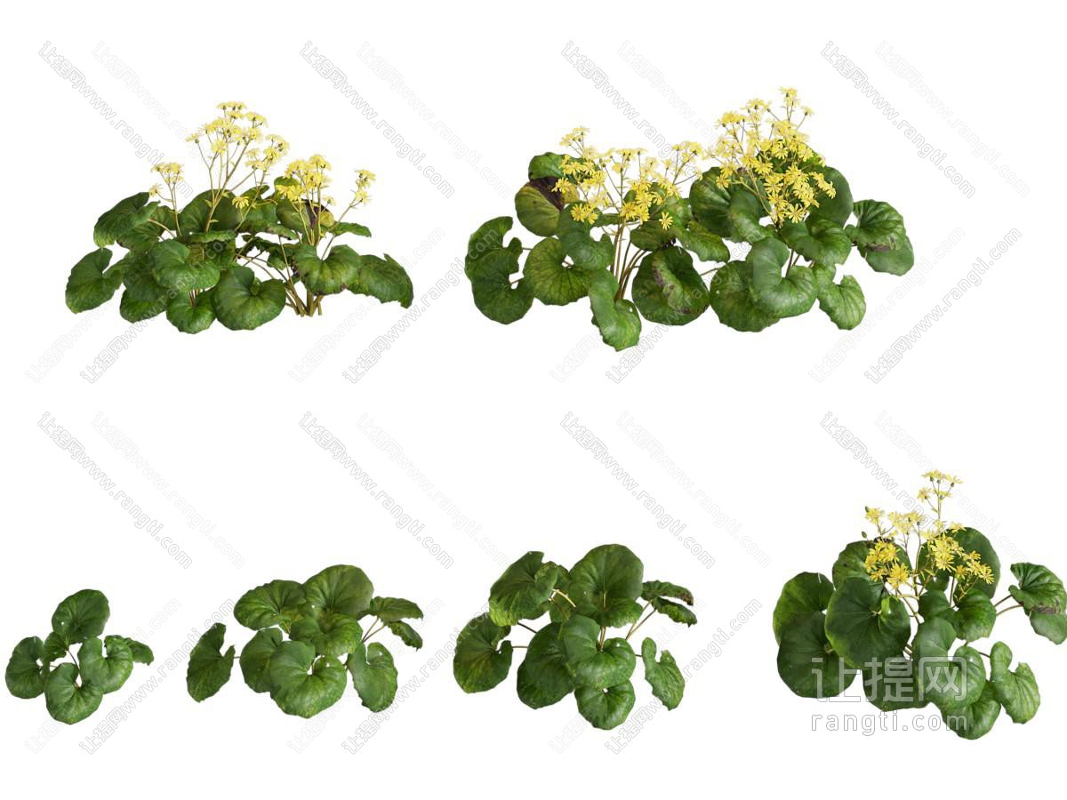 现代植物