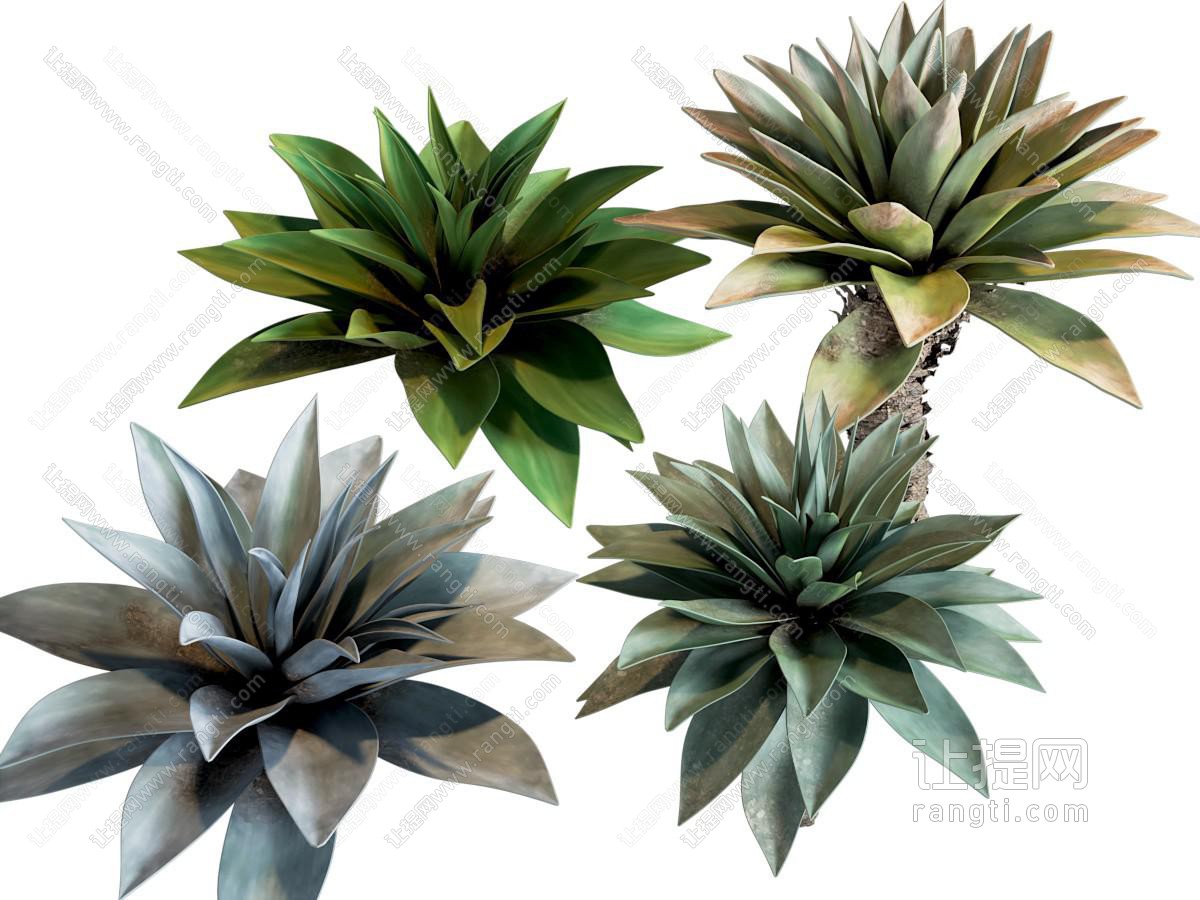 现代龙舌兰植物