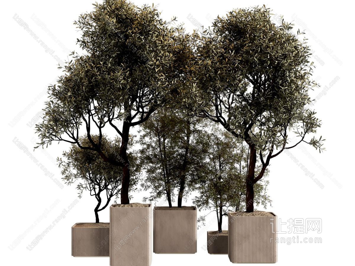 盆栽 盆栽 盆景 绿植 植物