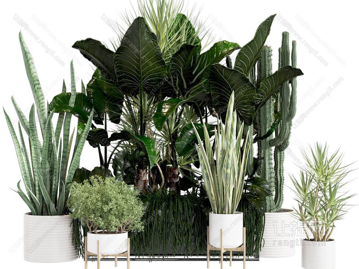 现代植物盆栽