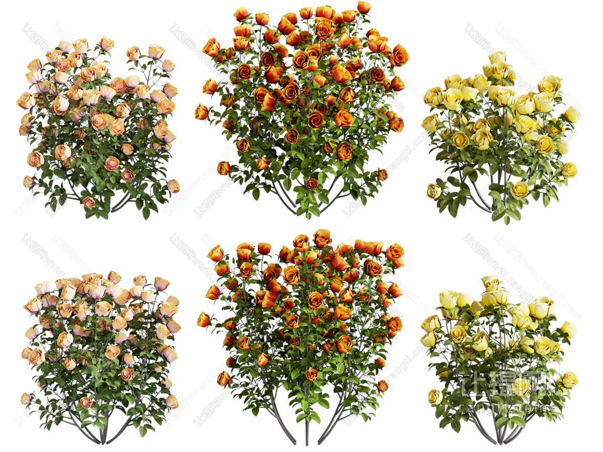 植物花草花卉 鲜花绿植