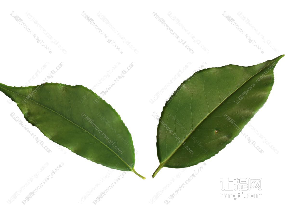 树木