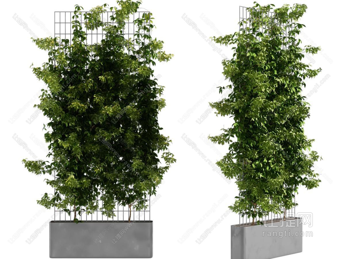 现代藤蔓植物