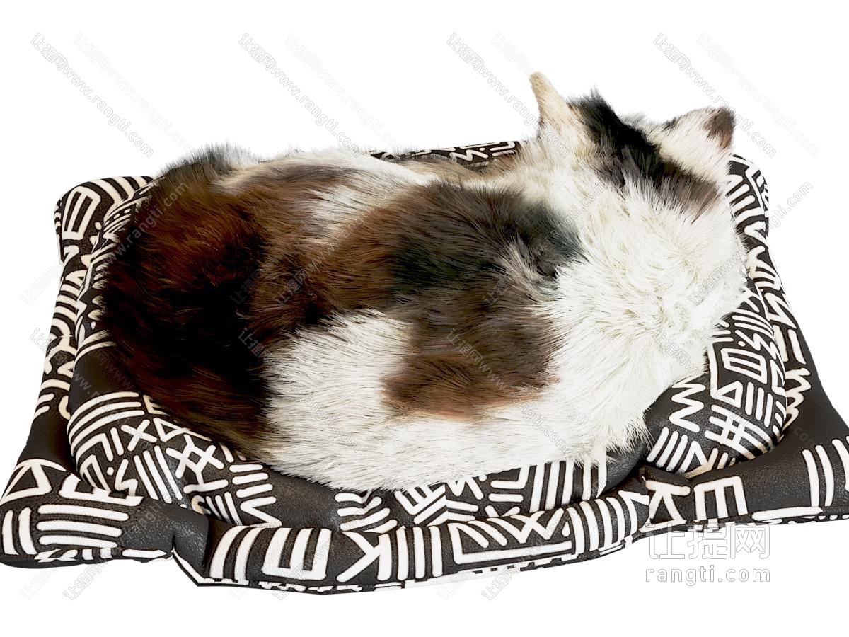 爬行类动物 宠物猫 猫咪 小猫