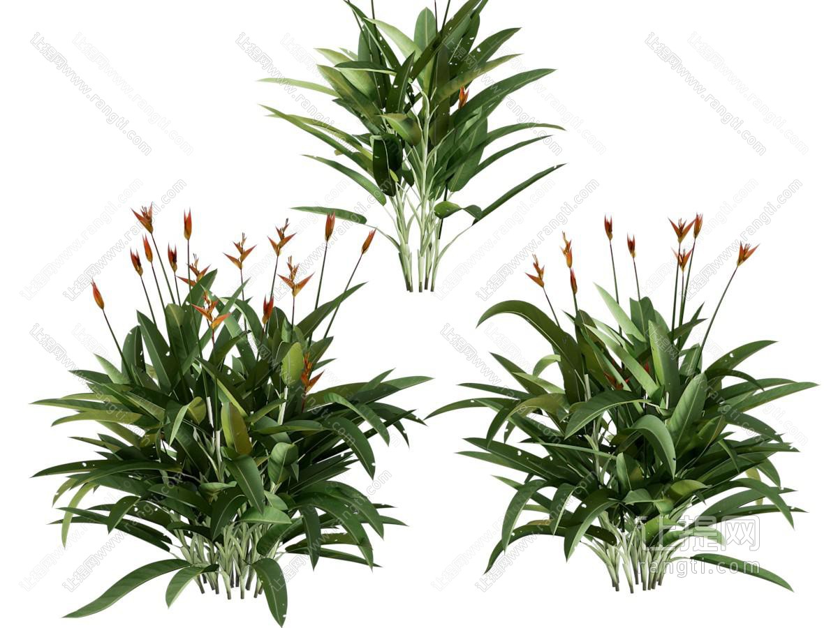 天堂鸟植物