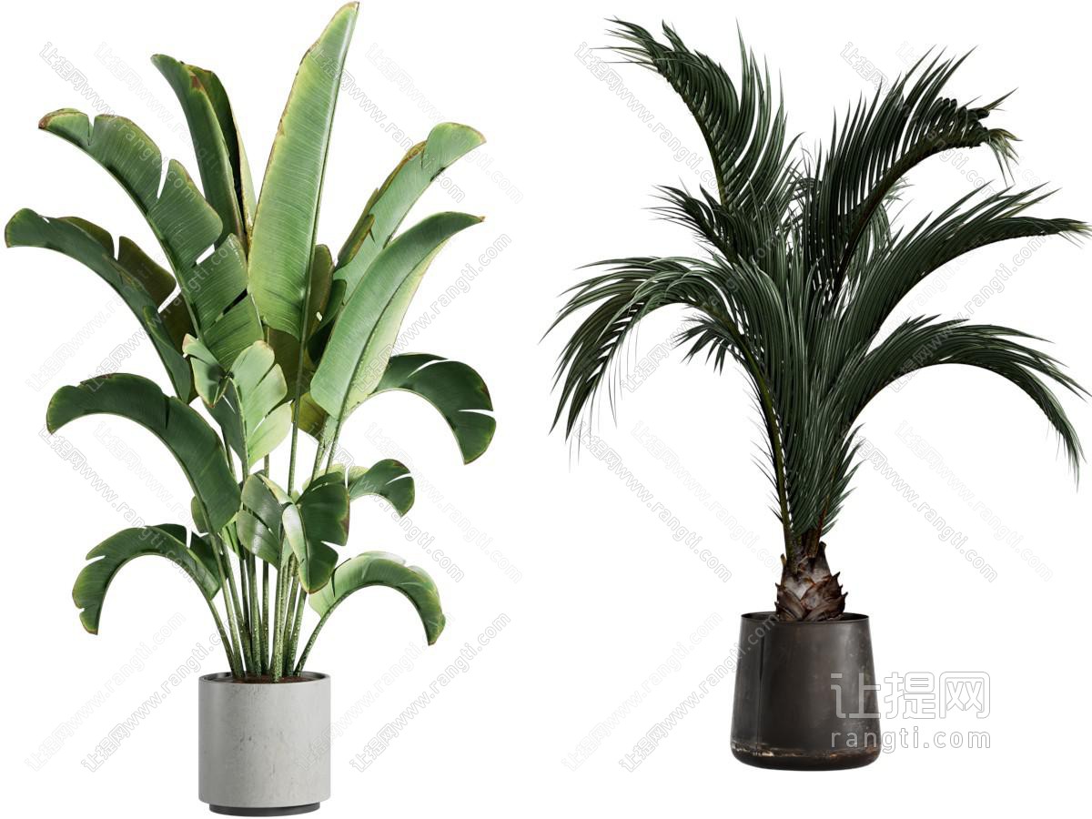 现代绿植盆栽 盆景