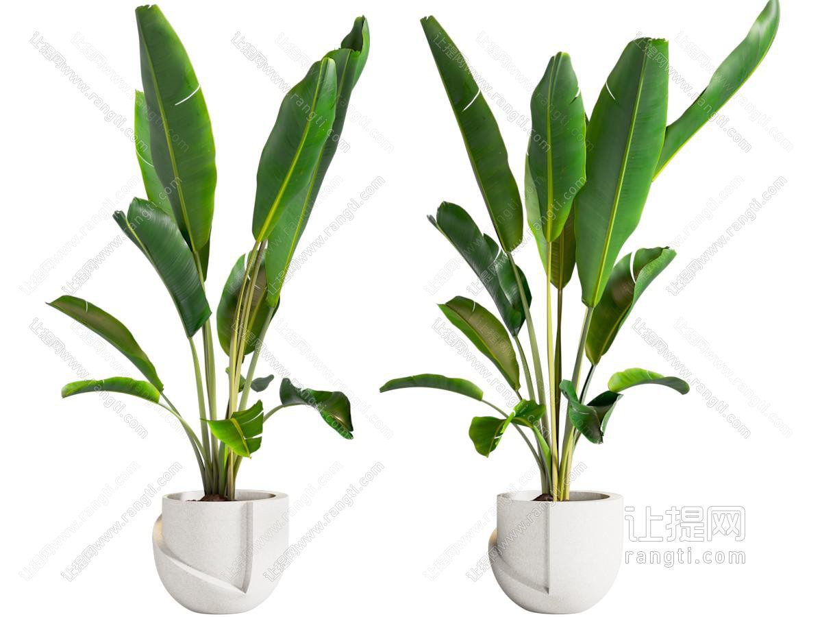 植物绿植盆栽