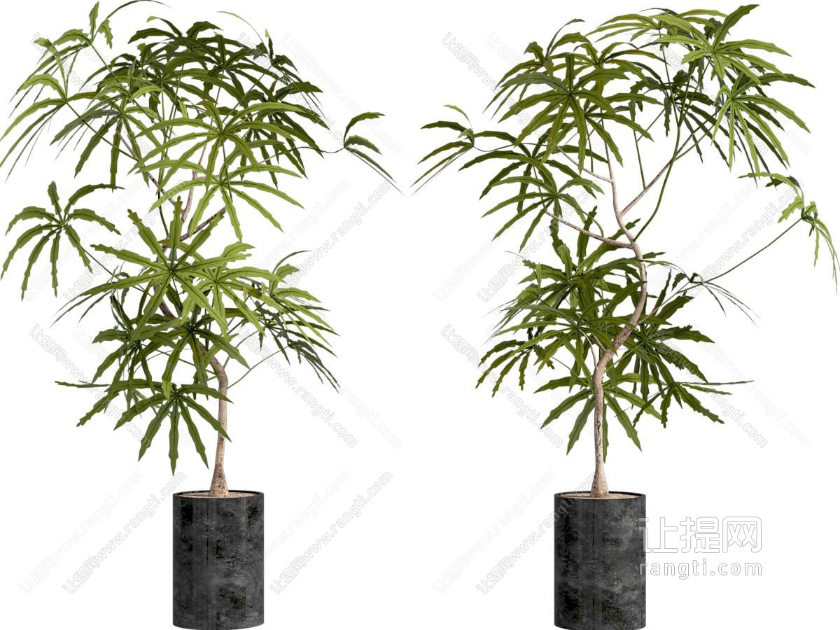 盆栽
