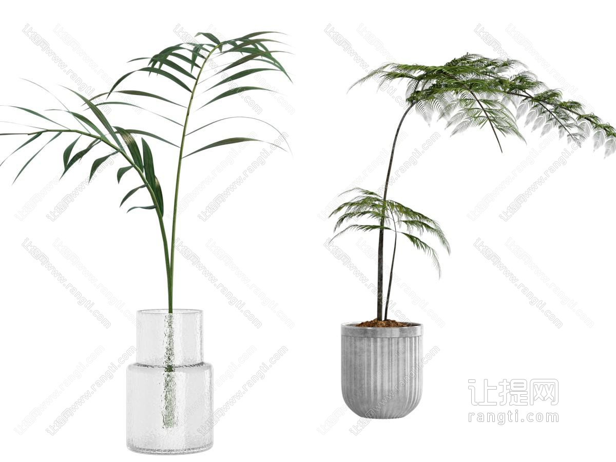 水生植物盆栽盆景