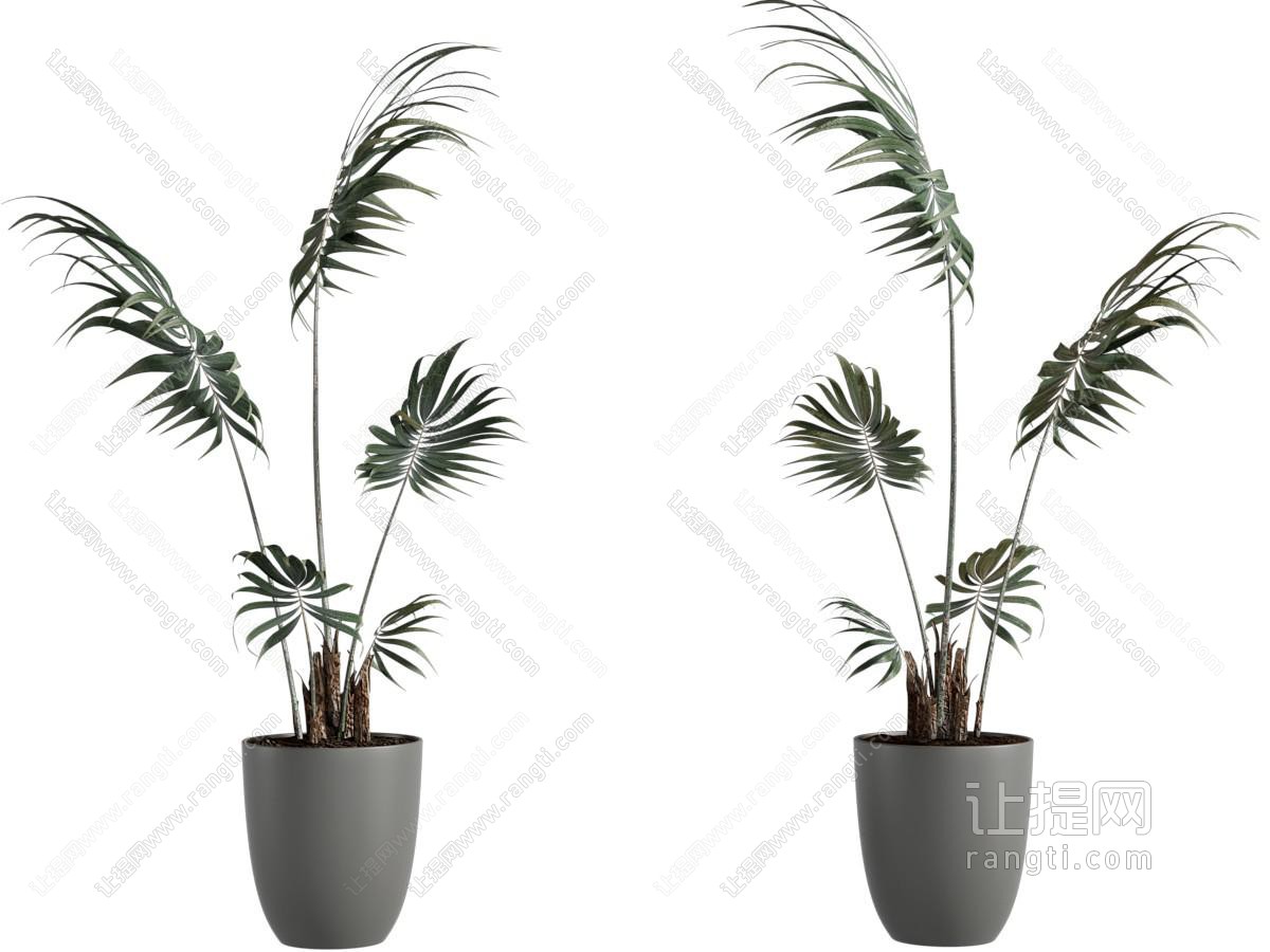 现代盆景盆栽植物