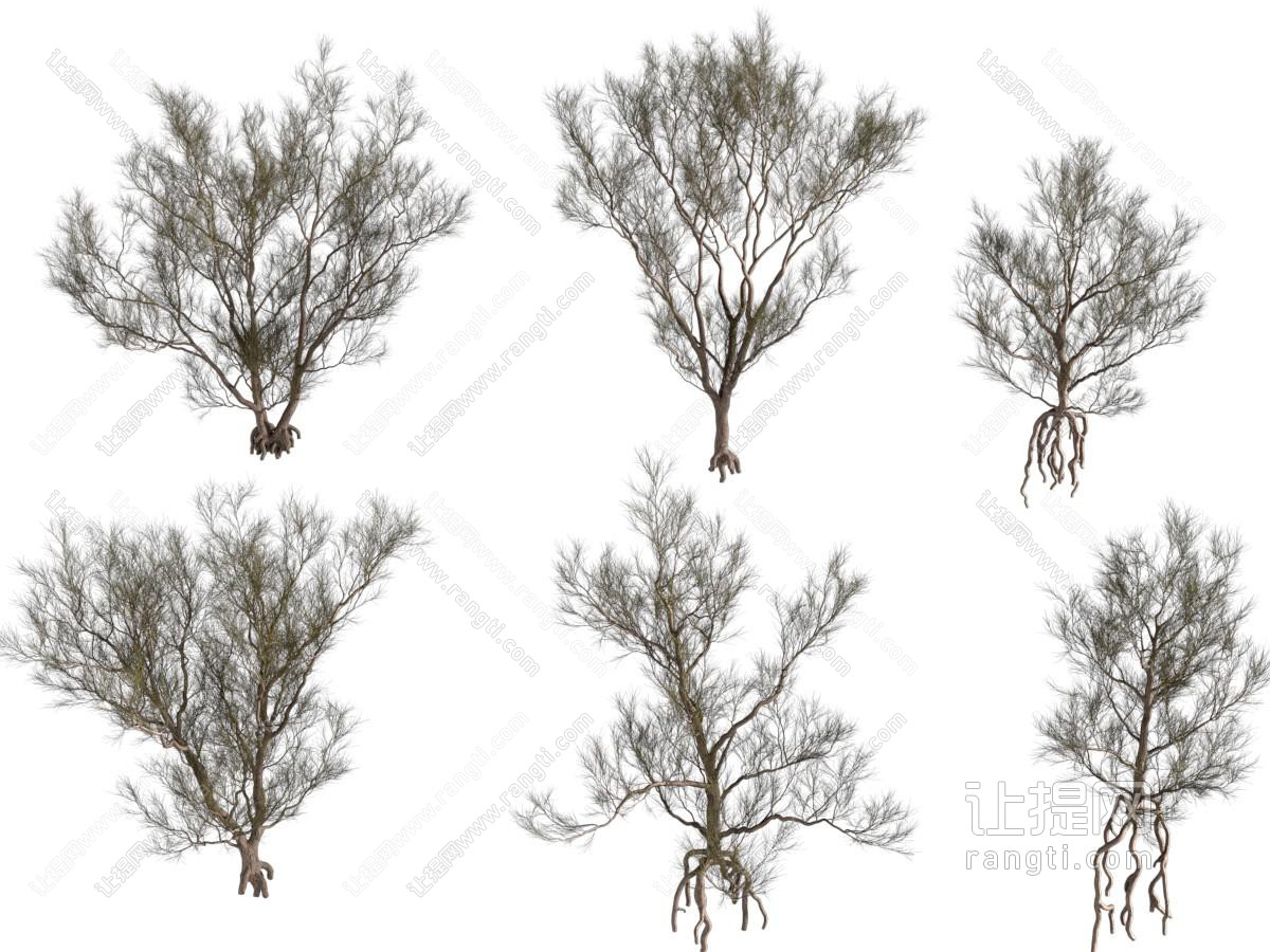 现代沙漠植物梭梭