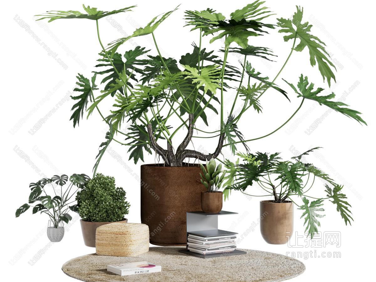 森系文艺风网红盆栽春羽植物盆栽组合