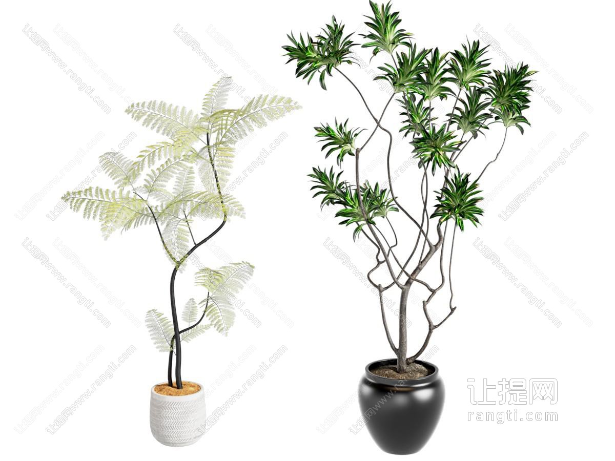中古植物 盆栽