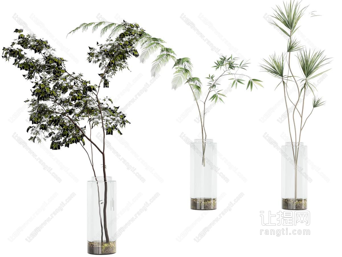 水生植物 水生植物