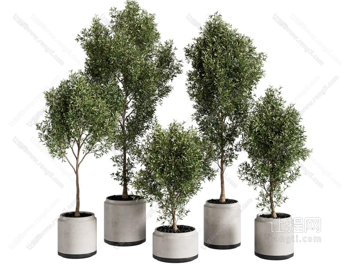 绿植盆栽