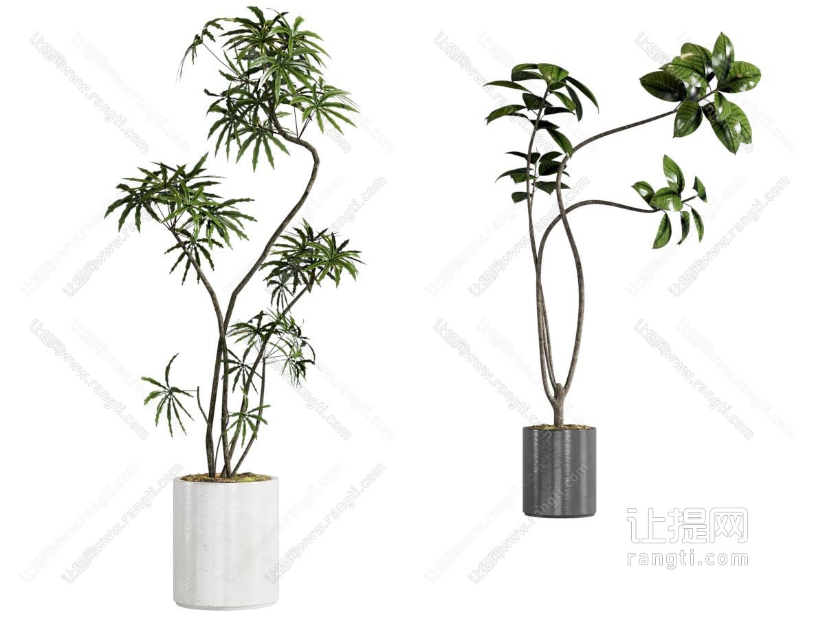 盆栽