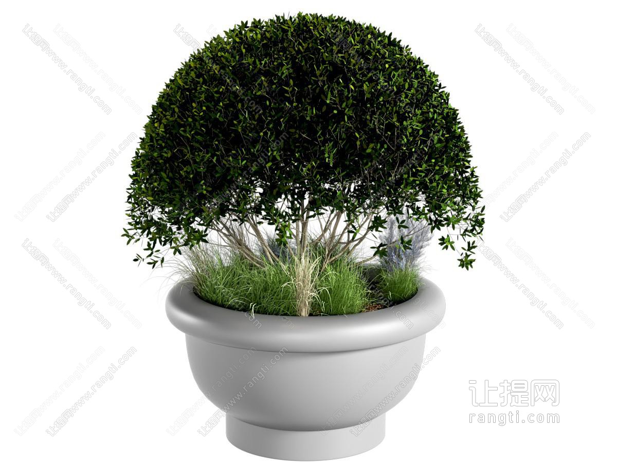 盆栽植物 花盆