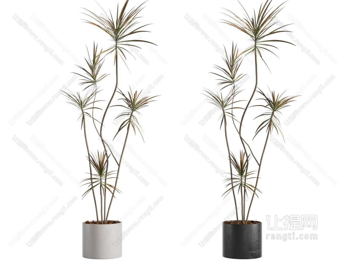 盆栽 现代盆栽 盆景 植物绿植
