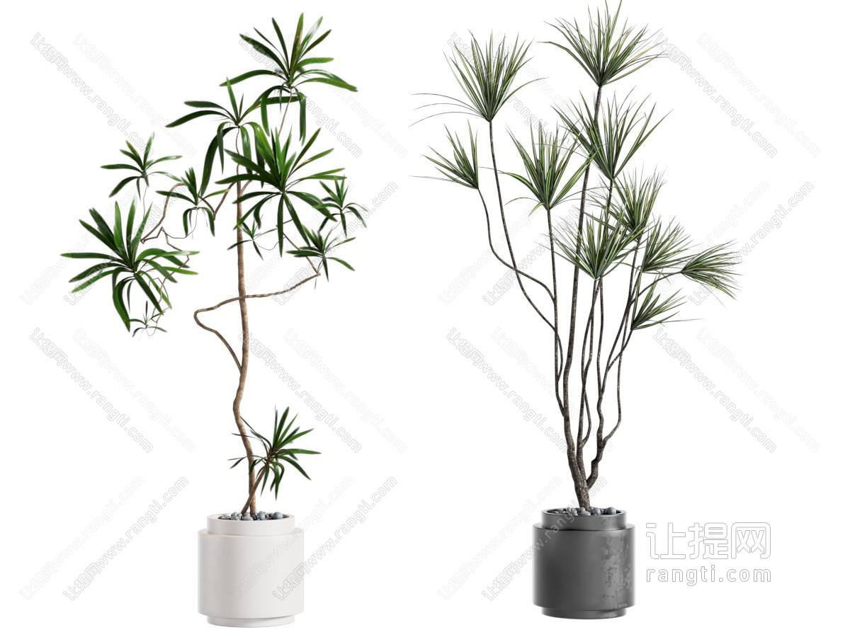 绿植盆栽