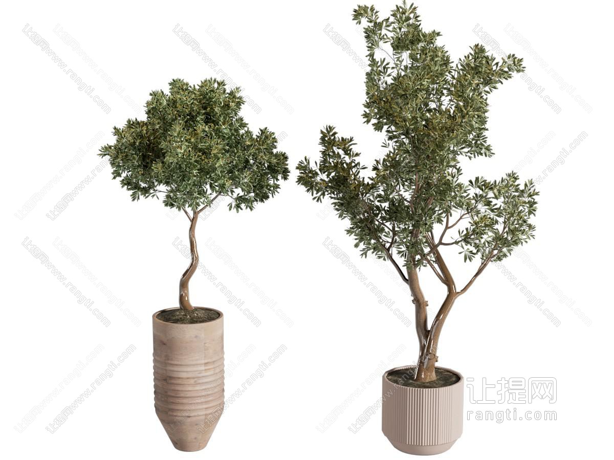 绿植盆栽 室内盆栽