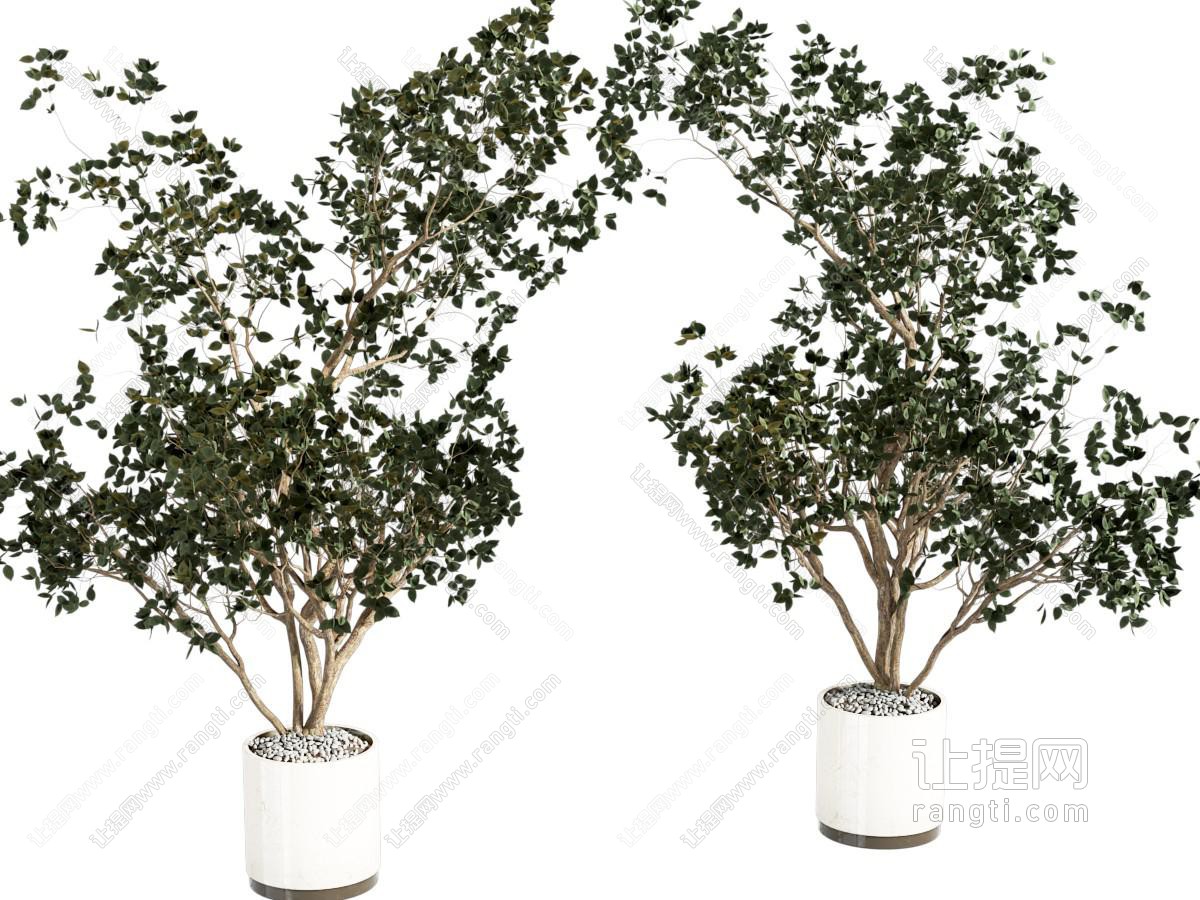 现代植物盆栽