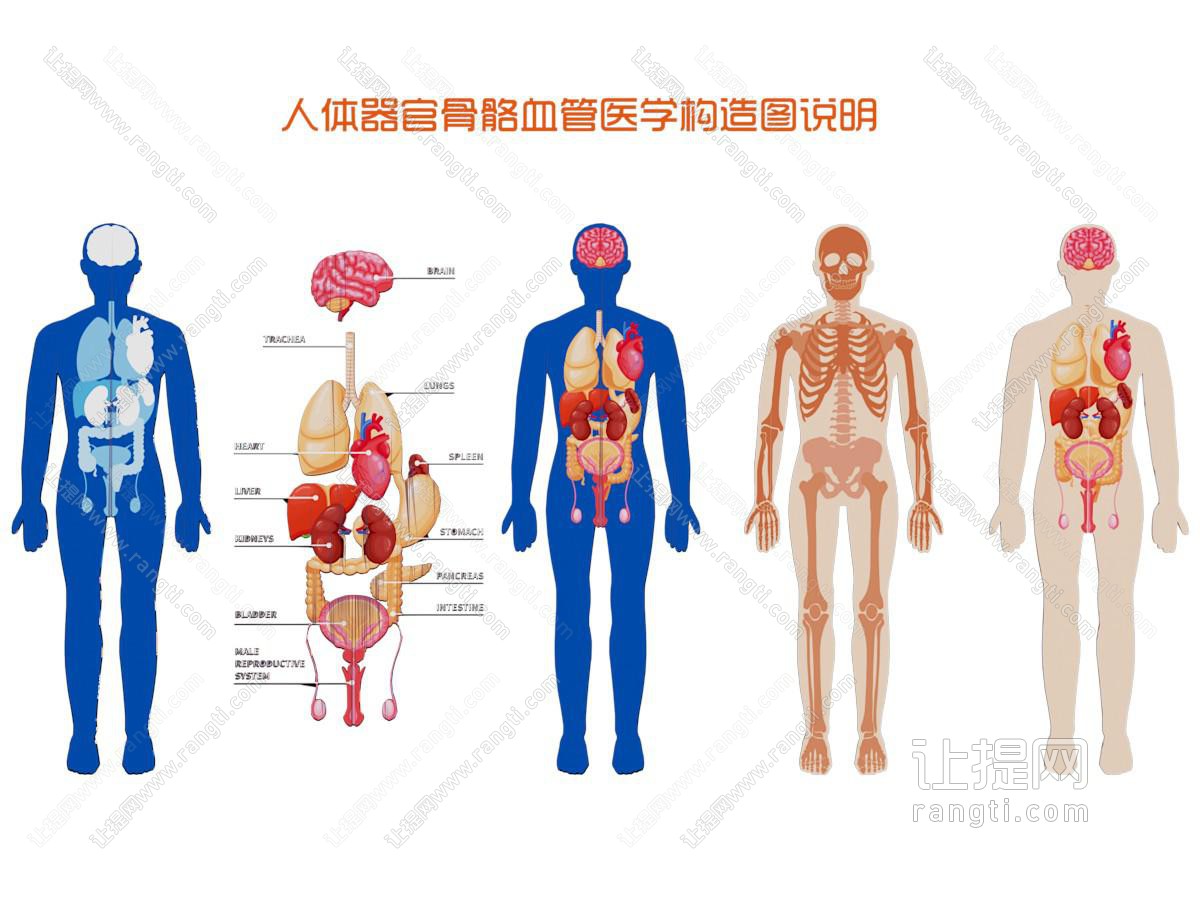 人体骨骼血管医学构造