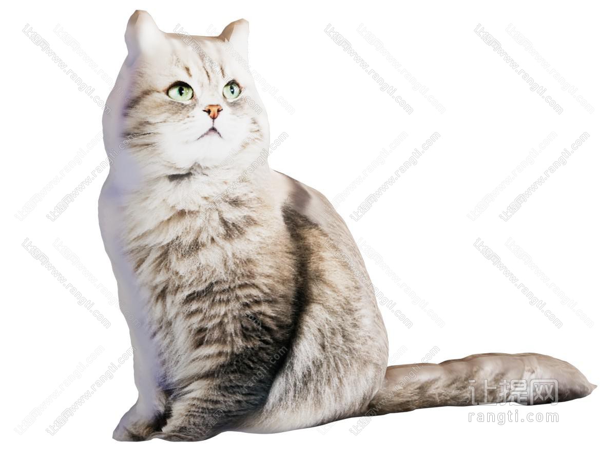 猫 宠物猫