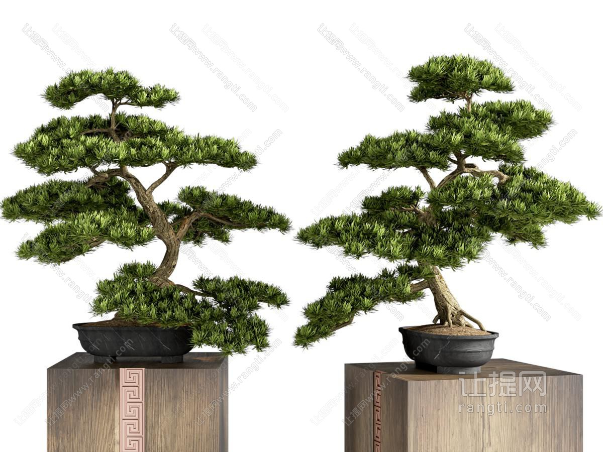 盆栽 新中式松树盆景 松树