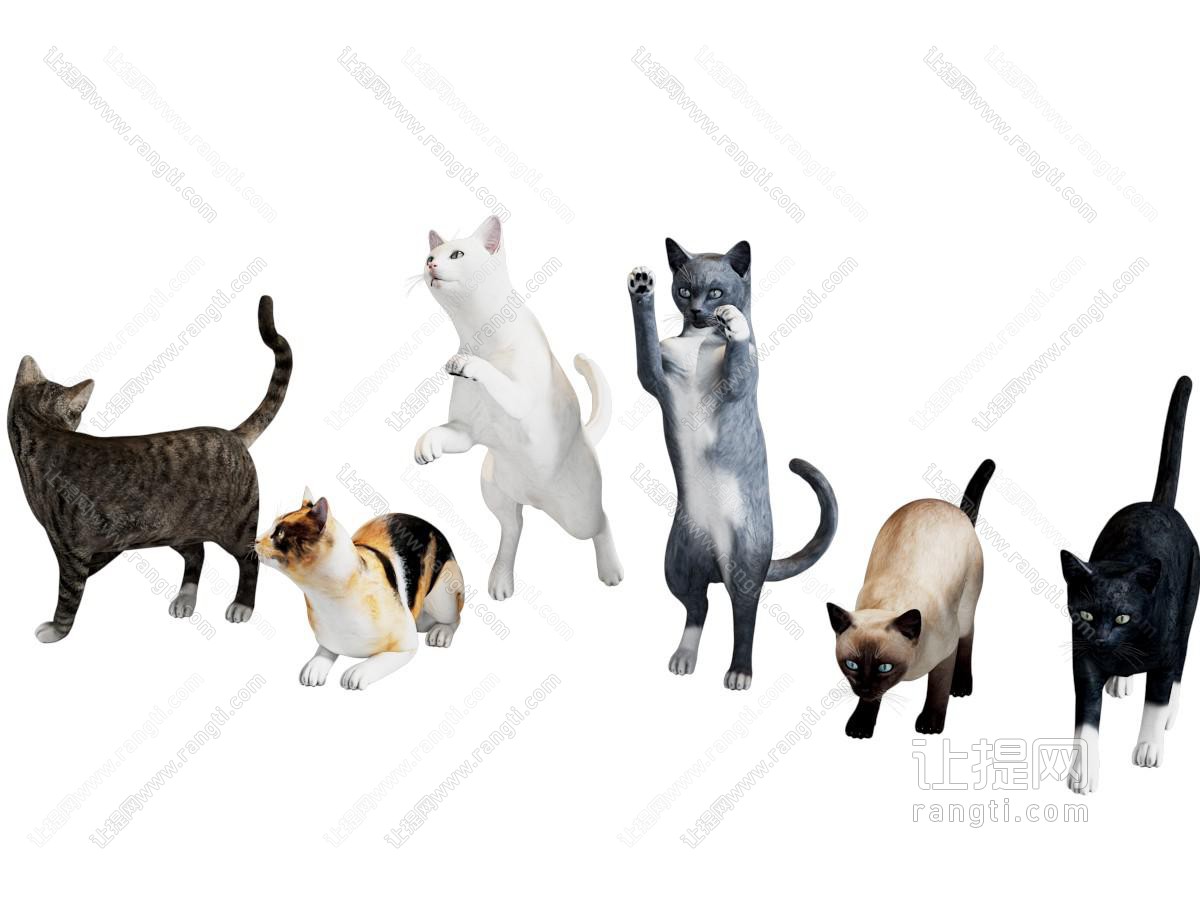 现代猫 家猫 宠物猫 花猫 黑猫 白猫 狸花猫