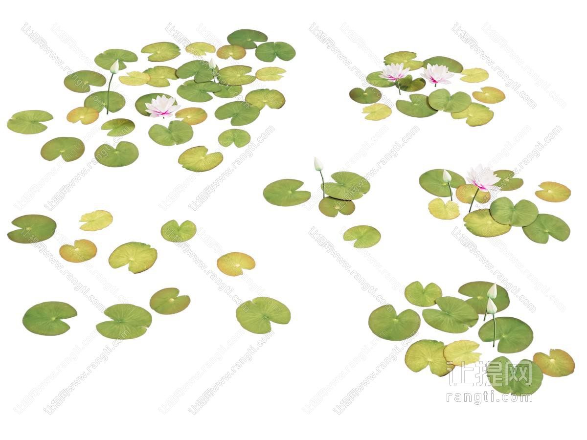 水生植物 睡莲 荷叶 荷花 水葫芦