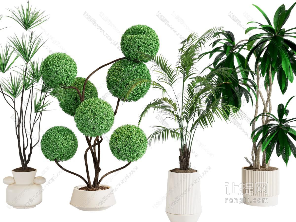 盆栽 米兰球形植物 绿植盆栽组合