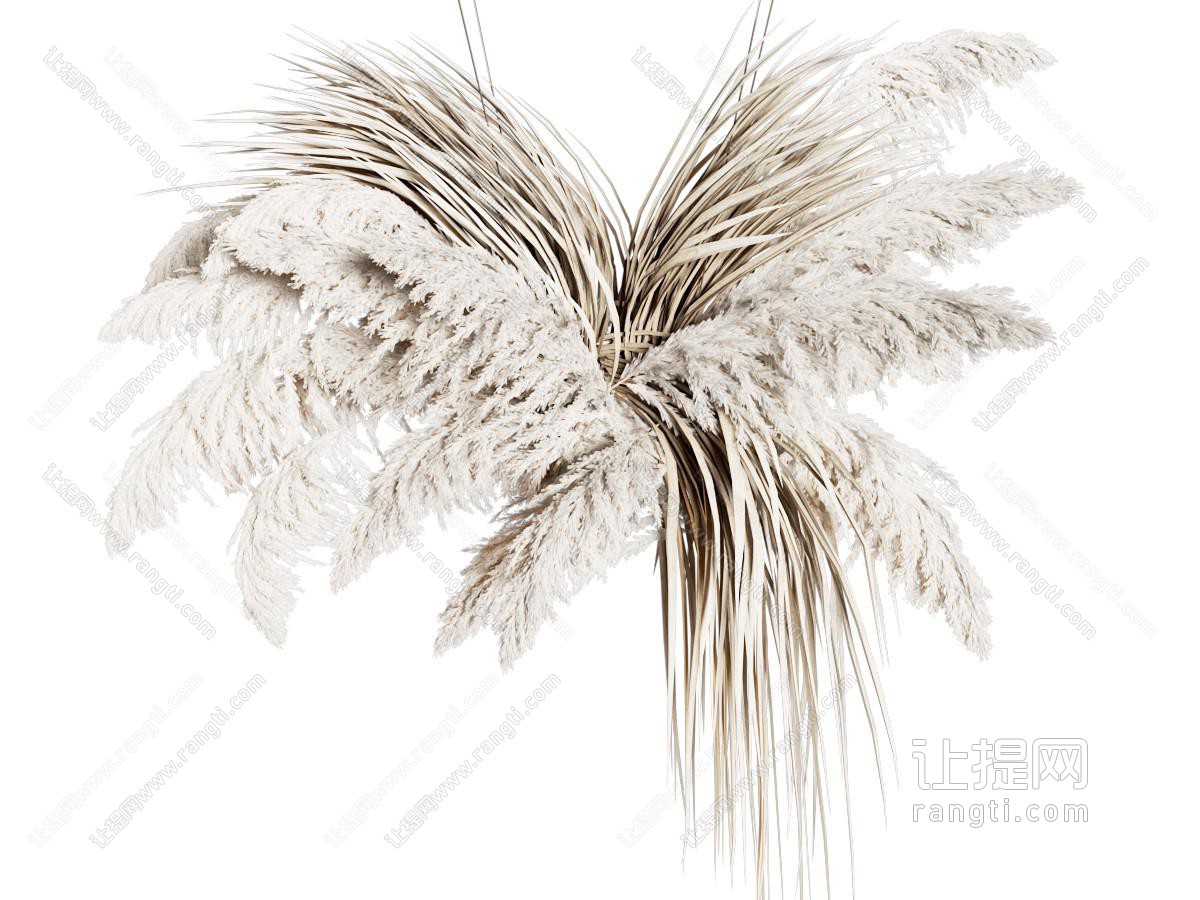 盆栽 芦苇花 芦苇永生花束 干花插花装饰 高枝狗尾巴草 麦穗干花婚庆花