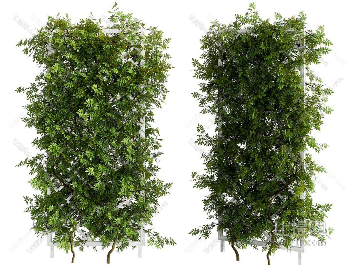 藤蔓 爬山虎