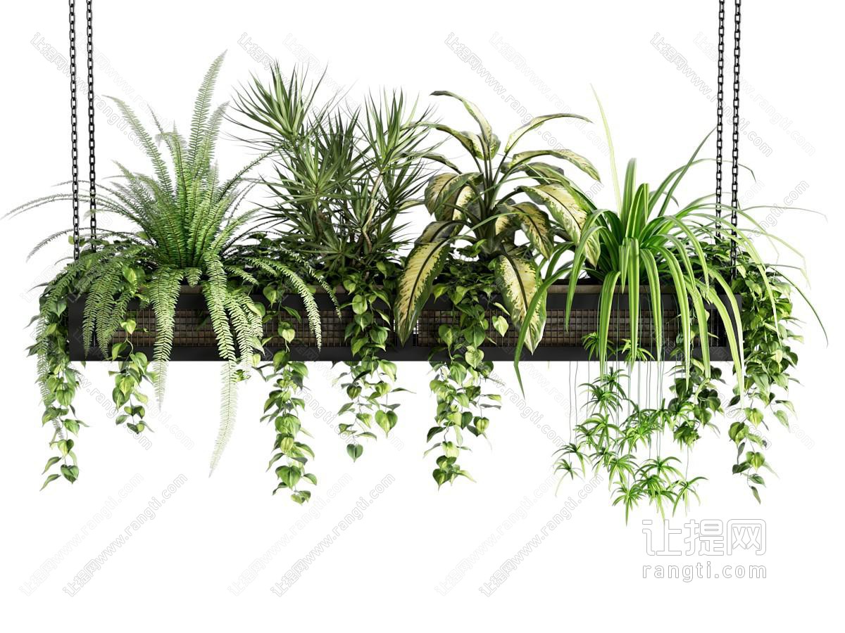 绿植 现代吊篮绿植 吊篮组合 花卉植物 悬吊植物 垂吊盆栽