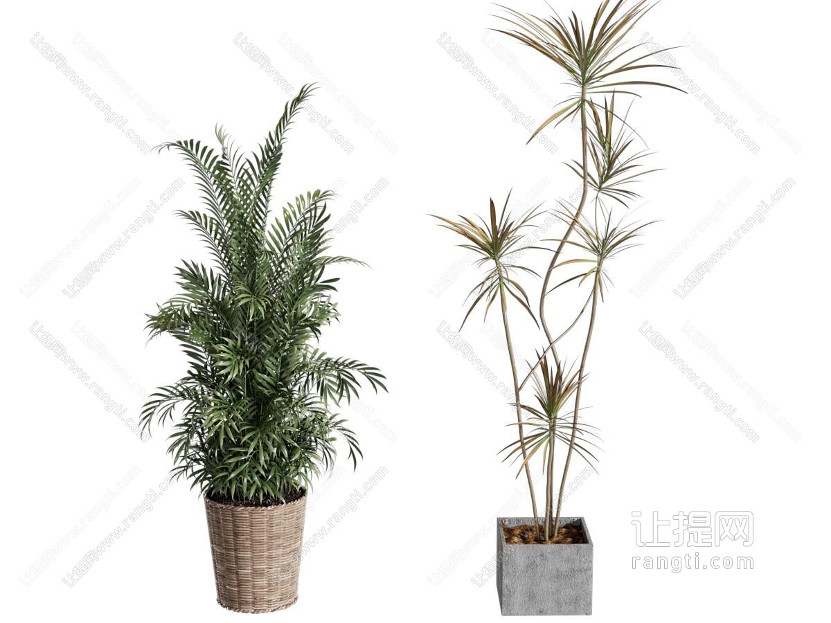 现代盆栽盆景 植物绿植