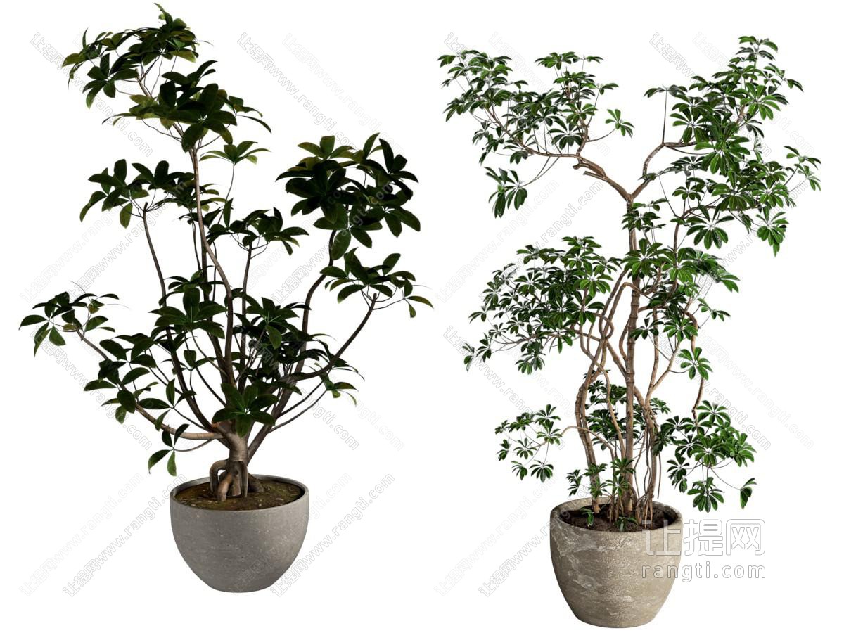 植物盆栽 绿植