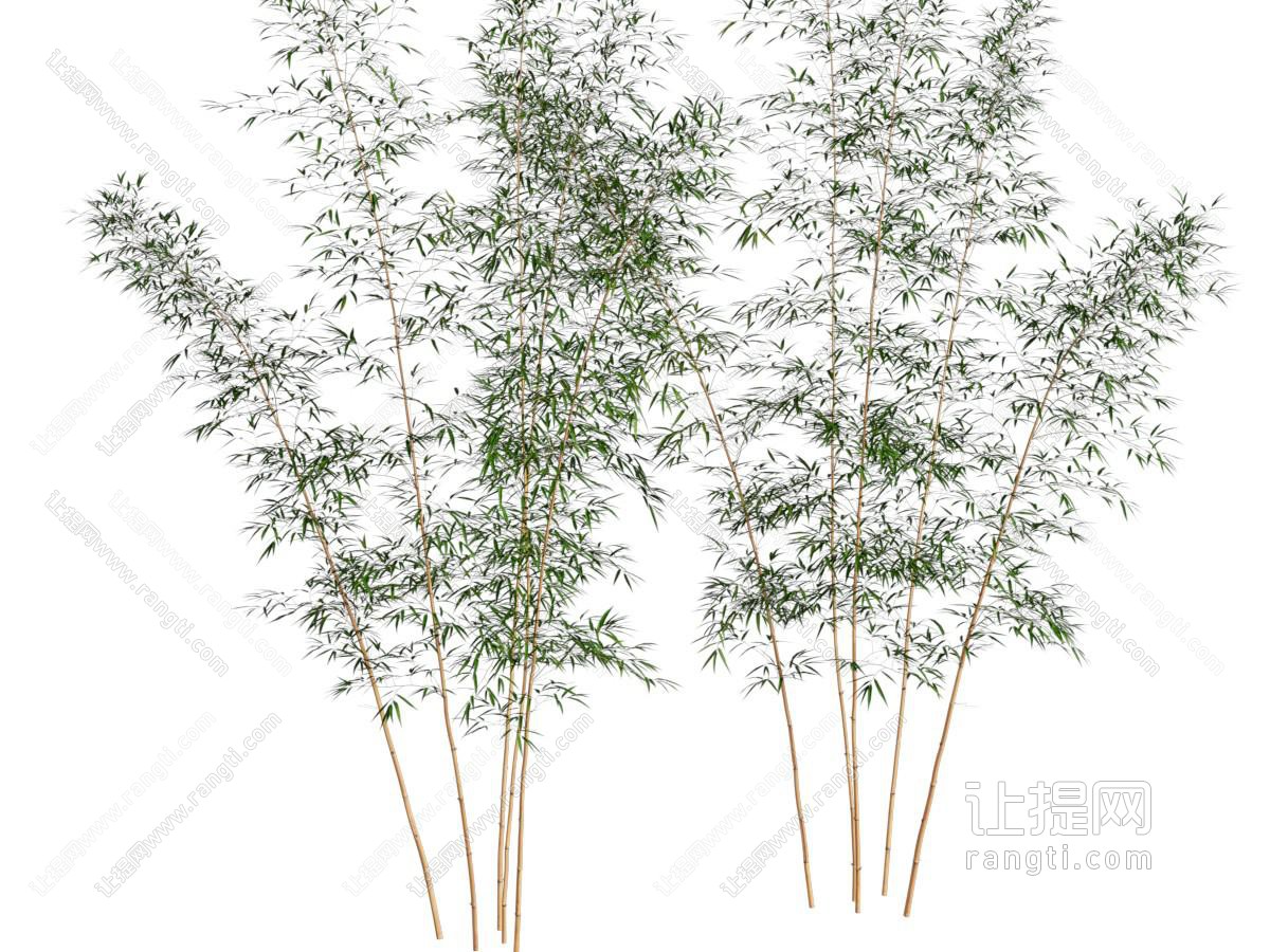竹子 竹林 紫竹 斑竹 细竹 四季竹 墨竹 园艺