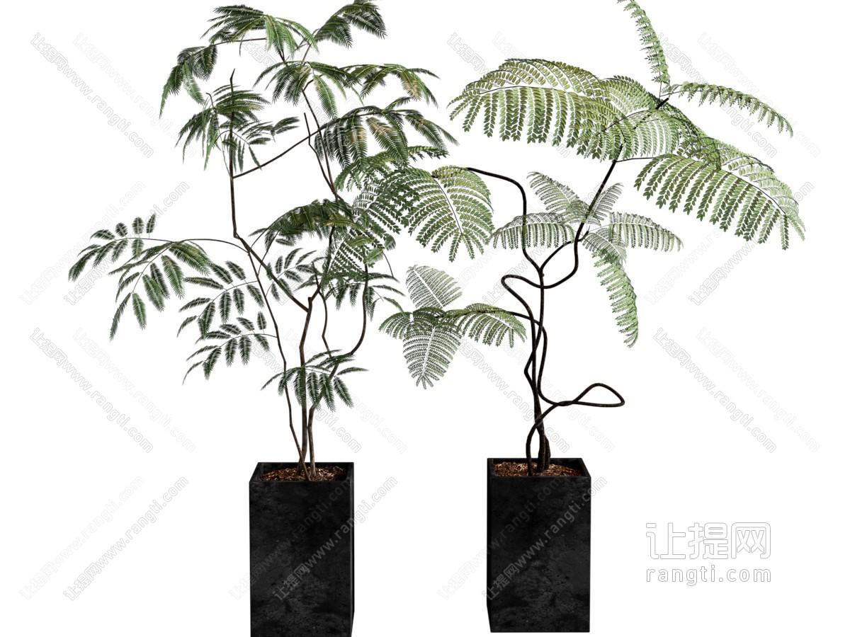 现代中古风 植物