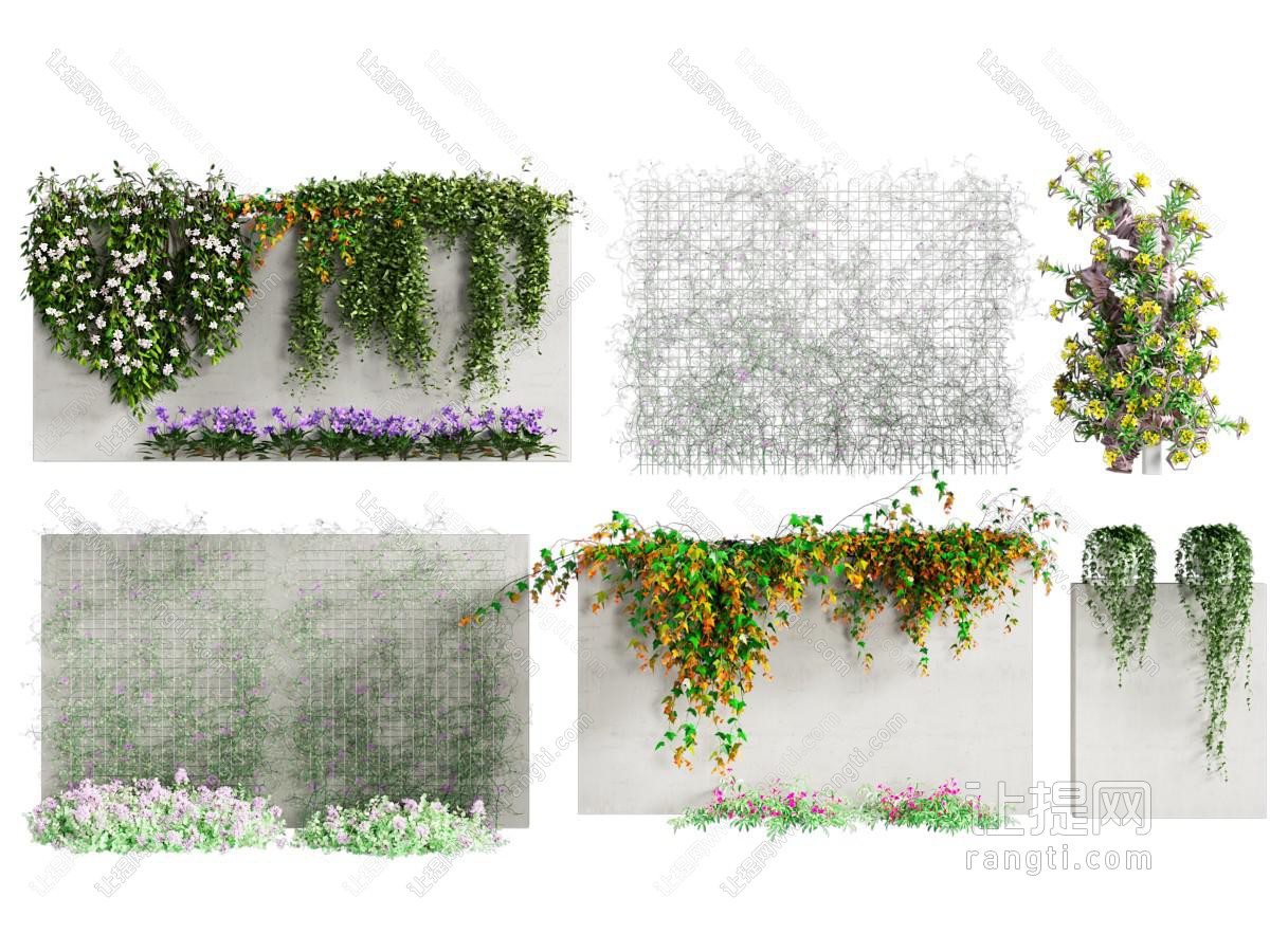 藤蔓 爬藤植物 蔷薇爬藤 藤蔓月季 植物墙 花藤 爬山虎